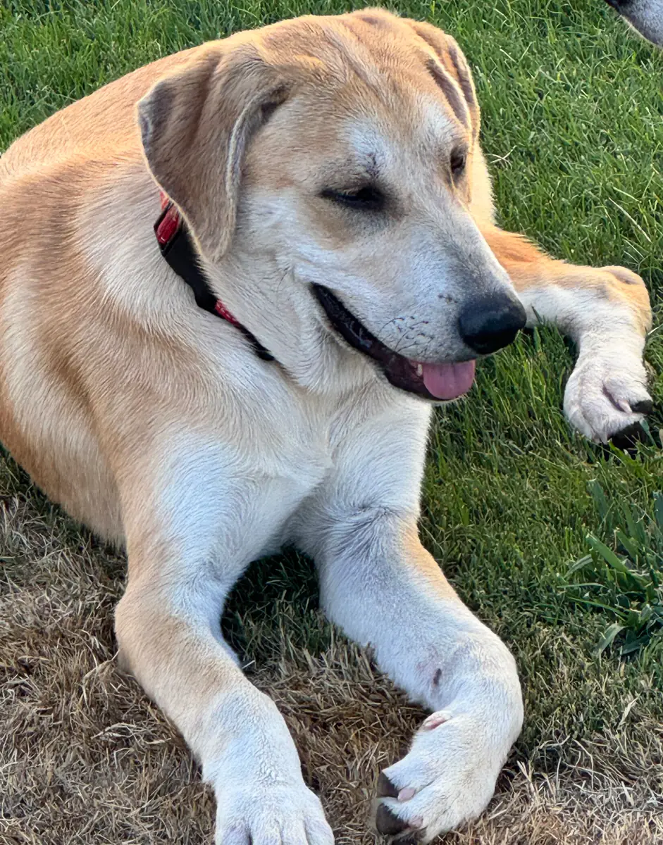 Basil